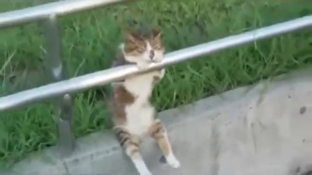 котик сидит как человек смотреть онлайн