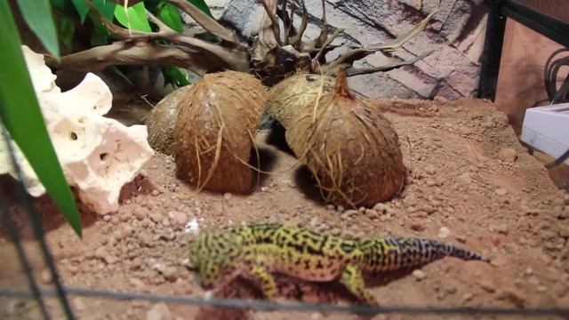 Пятнистый эублефар кушает зоофобас смотреть онлайн