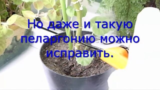 Как ухаживать за пеларгонией. Комнатные растения. ?. смотреть онлайн