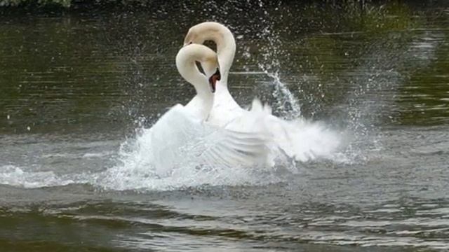 Лебединая верность... смотреть онлайн