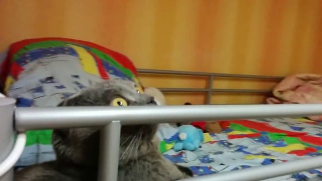 Кот завис и смотрит в пустоту