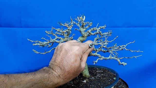 TIPS WHY WE NEED TO CHANGE THE FRONT VIEW OF OUR BONSAI/ IMPROVING THE LOOKS OF OUR BONSAI смотреть онлайн