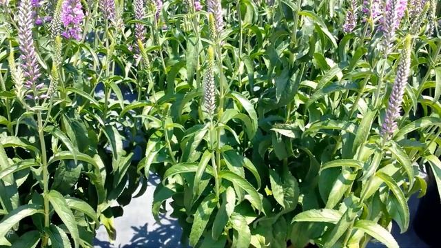 Best Garden Perennials, Veronica 'Eveline' (Speedwell) смотреть онлайн