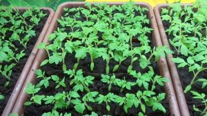 ПОДКОРМКА РАССАДЫ ТОМАТОВ - КАК УЗНАТЬ ЧЕГО НЕ ХВАТАЕТ РАСТЕНИЯМ? Ольга Чернова.