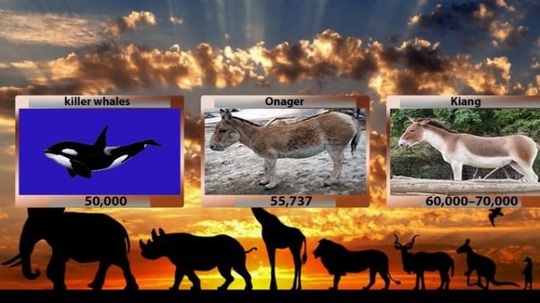 Animal Populations COMPARISON in the world 2022 | animals population list wild animals 2022