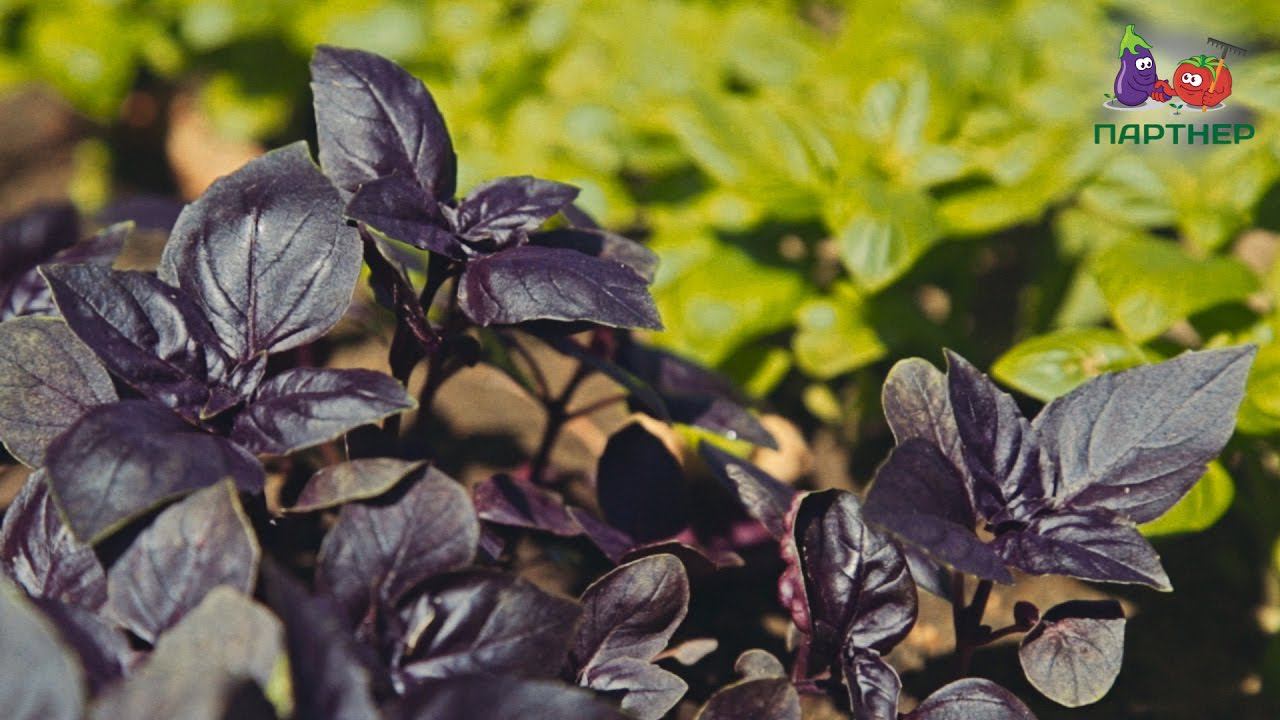 Базилик фиолетовый РОЗИ