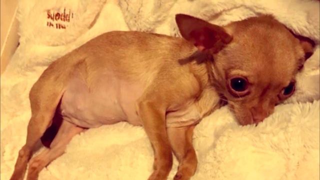 Её использовали для разведения. Она умела только рожать и не знала человеческой любви смотреть онлайн