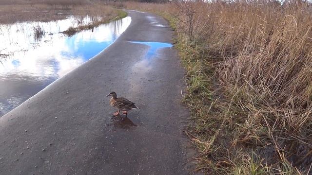 Наловил полведра отборной плотвы)Плотва на перловку в ураган.???#Ловля_плотвы #плотва смотреть онлайн