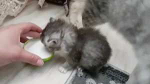 Приучаем котенка есть самостоятельно