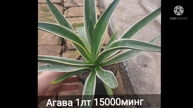 Гулларимиз нархлари смотреть онлайн