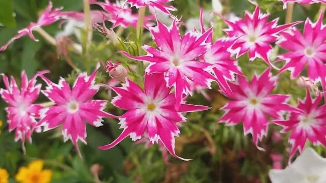 Цветы августа 2020 года смотреть онлайн