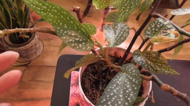 Цветы в предзимье смотреть онлайн