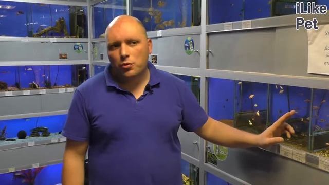 Уход за рыбкой барбус смотреть онлайн