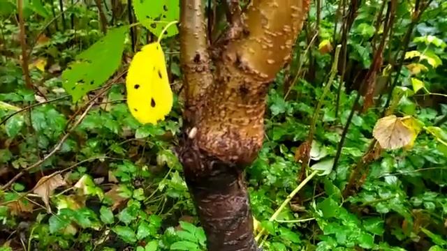 Черешня прищеплена на вишню - що буде на 2-ий рік смотреть онлайн