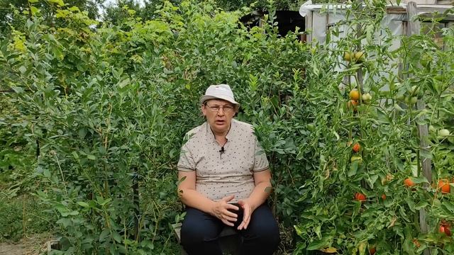 Подкормка голубики в августе залог будущего урожая. смотреть онлайн