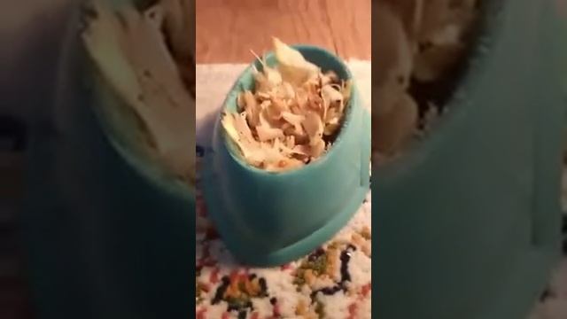 День рождения хомяка Чупа чупса /// хомячки сказка ?/// хомяки проходят конкурсы/хомяки тоже любят смотреть онлайн