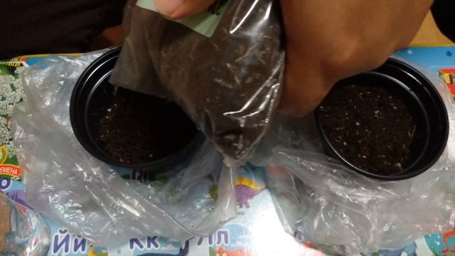 الخلة البرية Ammi Majus لعلاج البهاق Vitiligo بفضل الله / زراعتها