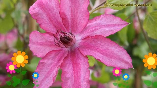 Клематис гибридный Барбара Дибли. Краткий обзор, описание характеристик clematis Barbara Dibley смотреть онлайн