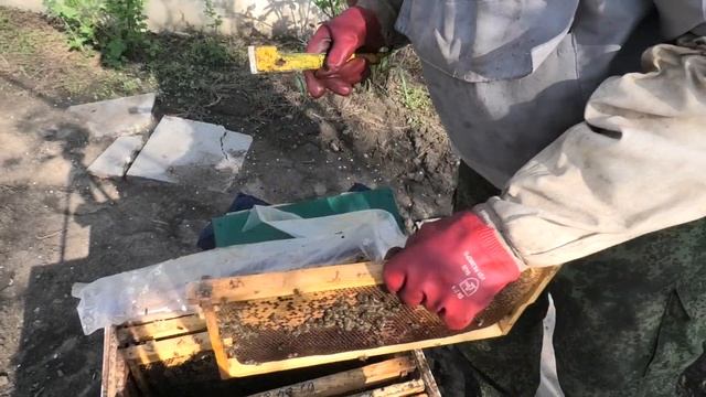 Замена маток на весеннем развитии. смотреть онлайн