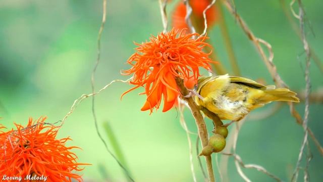 послушайте эту музыку и вам станет легче? Нежная музыка успокаивает нервную систему и радует