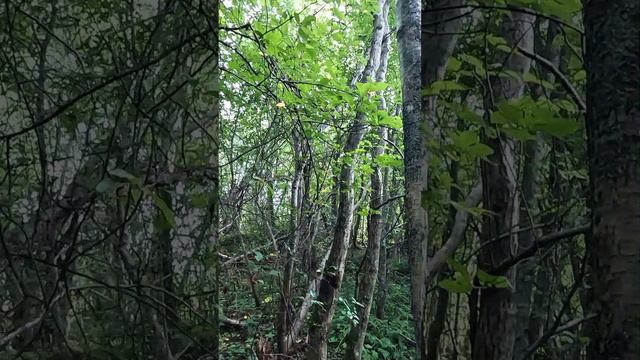 Вороний схрон! #металлоискатель #находка #заработок #металлолом смотреть онлайн