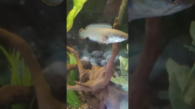 Змееголов Channa Gachua, 6 мес., длина 10 см. смотреть онлайн
