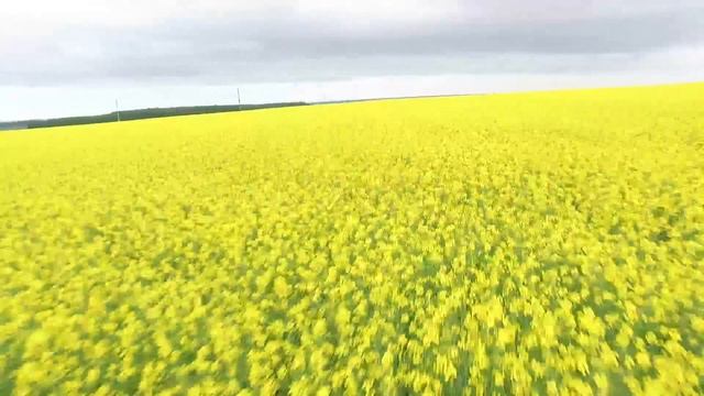 Брянск.Красота полей смотреть онлайн