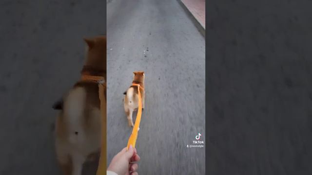 Щенок сиба ину на поводке смотреть онлайн