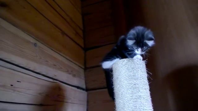 Норвежский лесной котенок Roger On Fashion Peak, 2 месяца смотреть онлайн