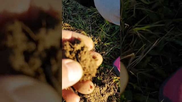 КЛАД нашли серебро Баварского Короля Максимилиана смотреть онлайн