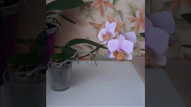 Phal. summer romance смотреть онлайн