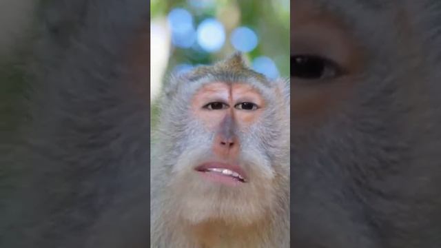 Monkey sing Filipino broken hearted song (snapchat) смотреть онлайн