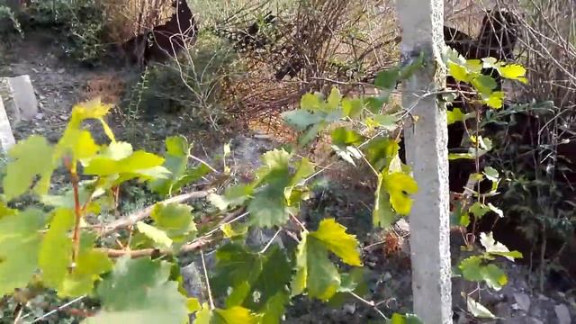 Гурман ранний лечим 16.08.2015