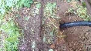 Как поймать крота Борьба с кротом  выхлопными газами Проверенный способ