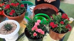 ЧЕРЕНКОВАНИЕ ГВОЗДИКИ ОТ А ДО Я как размножить и сохранить на зиму цветы черенкованием.mp4