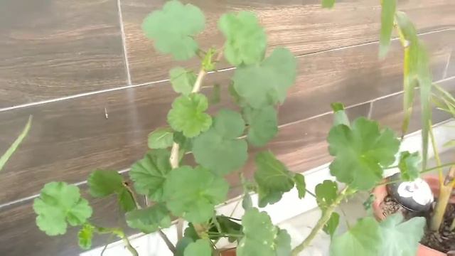 How to grow geranium plant смотреть онлайн