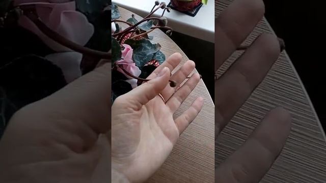 ПОКУПНОЙ ЦИКЛАМЕН КАК СПАСТИ смотреть онлайн