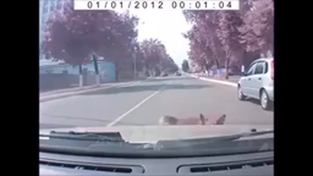 Собака умеет предчувствовать беду смотреть онлайн