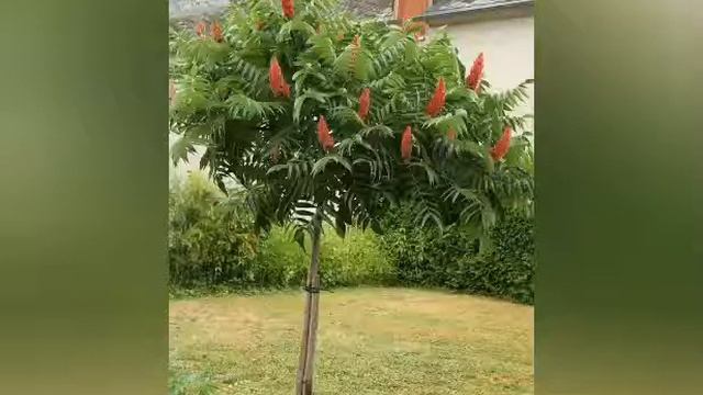 Ядовитый сумах растение смотреть онлайн