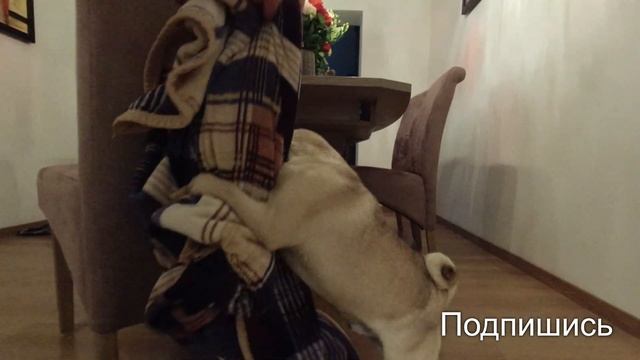 МОПС - это ЗВЕРЬ !!! Жизнь с МОПСОМ ! Собака. смотреть онлайн