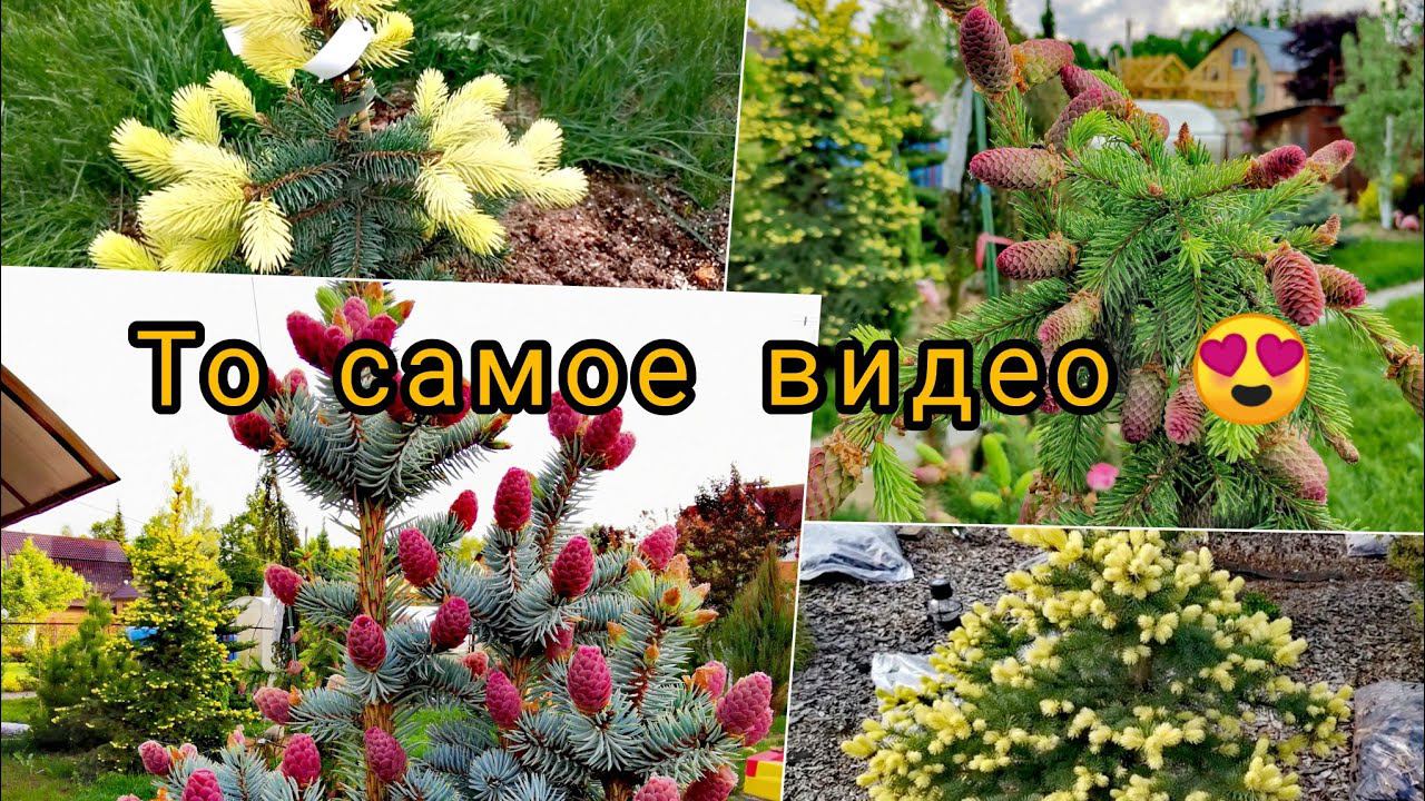 Весенняя божественная красота редких хвойных! То самое долгожданное видео часть 127 мая 2023 смотреть онлайн