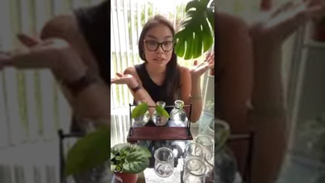 Update on African Violet Propagation From Two Months Ago смотреть онлайн