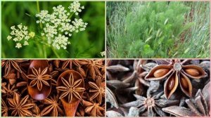 АНИС дикий. Полезные свойства аниса.