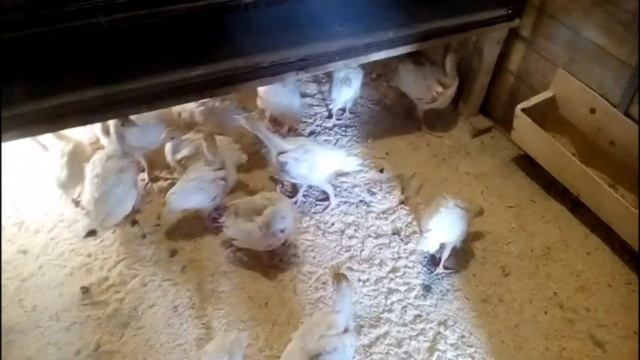 перевели индюшат на пол Этапы развития индюшат смотреть онлайн