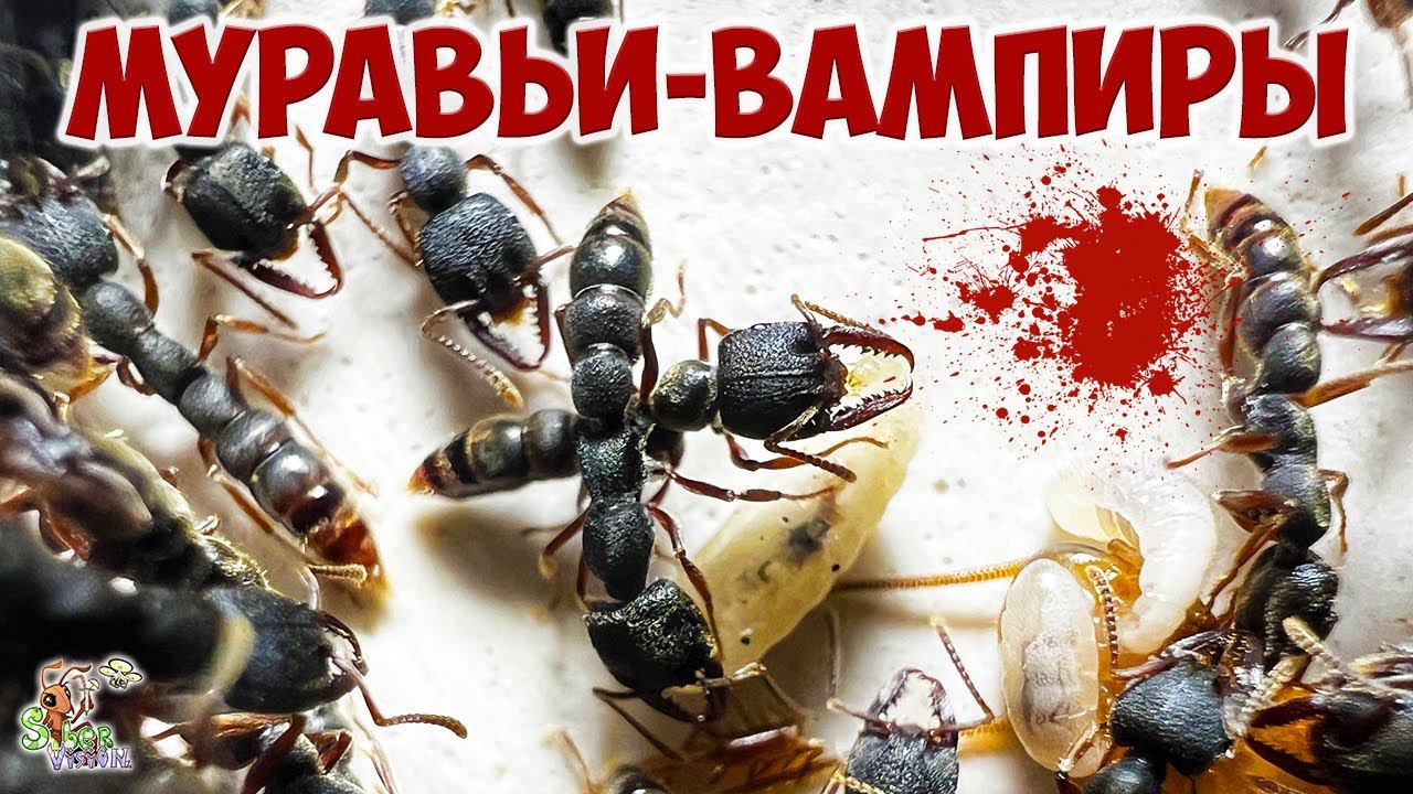 Дракула-антс ● Муравьи-вампиры ● Stigmatomma reclinatum смотреть онлайн