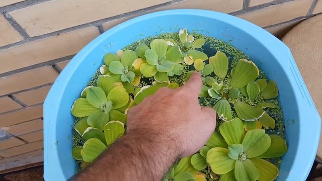 Новые побеги пистии . смотреть онлайн