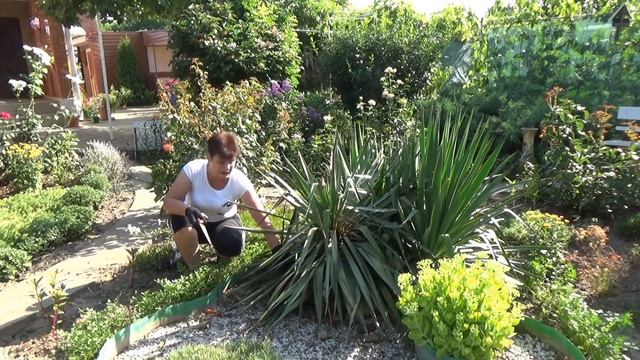 Уход за юккой после цветения Как я обрезаю юкку Делюсь своими знаниями и опытом смотреть онлайн