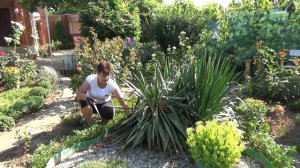 Уход за юккой после цветения Как я обрезаю юкку  Делюсь своими знаниями и опытом