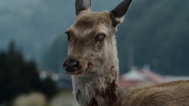 The BRAIN NECROSING Virus in Train To Busan Explained смотреть онлайн