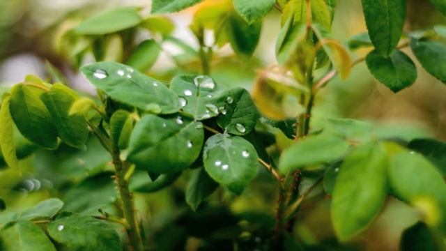 Что такое роса  Мифы и реальность